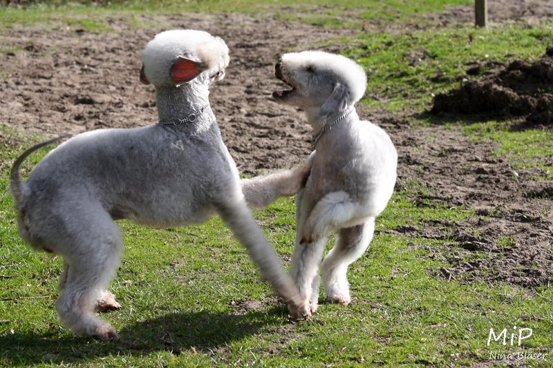 2011-04-02 Aveline Alanna Svet (8).jpg - Airis Blue Volshebny Svet & Arc-en-ciel Alanna